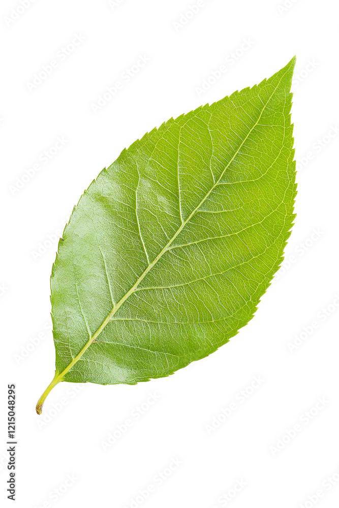 Poster green leaf on a black background showcasing natural texture and color contrast in a minimalistic com