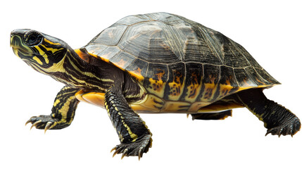 Obraz premium Turtle in Motion: A curious and determined turtle, with a vibrant shell pattern and intricate markings, ventures forth on a journey, capturing a sense of exploration and persistence.