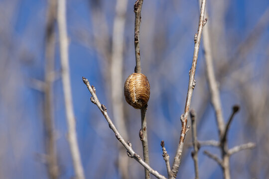 'Ooteca, o ovoteca, di mantoideo su ramo.