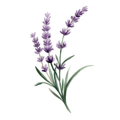 Obraz premium Lavender Sprig Watercolor Painting with Delicate Purple Hues and Soft Brushstrokes Isolated on Transparent Background