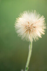 dandelion head close-up