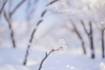 雪原に咲く一輪の花