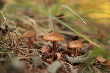 Fototapeta premium trio di piccoli funghi marroni cresciuti su un terreno naturale in un ambiente di montagna nel nord Italia, in autunno