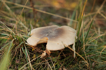 vista macro di un fungo dal grande berretto e di colore marrone chiaro, cresciuto su un terreno naturale di montagna nel nord Italia, in mezzo all'erba, in autunno