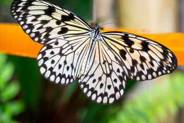 Fototapeta premium Paper Kite Butterfly Idea Leuconoe Resting Gracefully On A Leaf With Its Black And White Wings