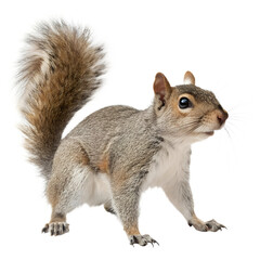 Obraz premium Squirrel. 