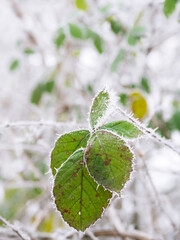 Frosted flowers