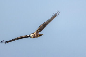 Falco di palude sorvolando l'oasi naturalistica di Manzolino.