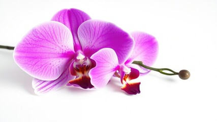 Fototapeta premium Aromatic orchid with its petals unfolding like a flower on a simple white surface, isolated, blooming, petals