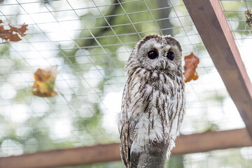 An owl, looking at the camera, sits in an enclosure at the zoo. Night bird of prey close-up. A wild animal. Close-up. A forest bird on a private eco-farm.