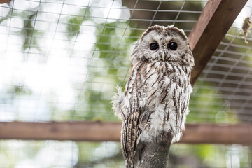 An owl, looking at the camera, sits in an enclosure at the zoo. Night bird of prey close-up. A wild animal. Close-up. A forest bird on a private eco-farm.