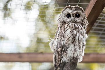 An owl, looking at the camera, sits in an enclosure at the zoo. Night bird of prey close-up. A wild animal. Close-up. A forest bird on a private eco-farm.