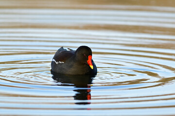 Teichralle, Teichhuhn // Common moorhen (Gallinula chloropus)