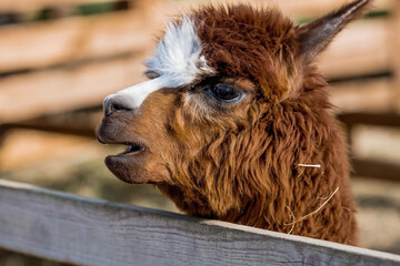 Fototapeta premium A picturesque scene, a brown llama in a pen. The concept of animal husbandry and rural life. Portrait of a smiling lama in the fresh air. Close-up. A pet on a private eco-farm. Agricultural industry.