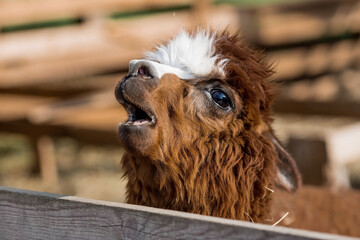 A picturesque scene, a brown llama in a pen. The concept of animal husbandry and rural life. Portrait of a smiling lama in the fresh air. Close-up. A pet on a private eco-farm. Agricultural industry.