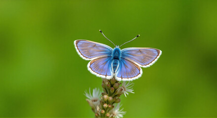 Obraz premium butterfly on flower