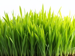 Lush Green Grass Isolated on Alpha Background - High-Resolution Stock Photo