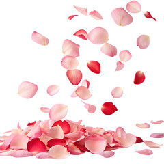 Red rose petals falling