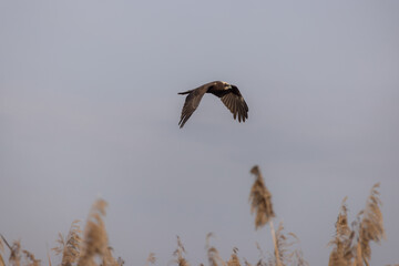 Falco di palude sorvolando l'oasi naturalistica di Manzolino.