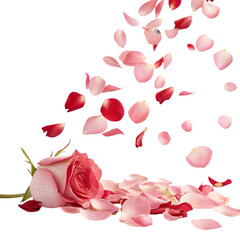 Red rose petals falling