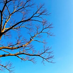 Bare tree limbs etched against the clear blue sky, bare, tree, branch