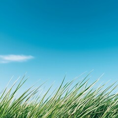 Fototapeta premium Lush Green Grass Under Clear Blue Sky in Bright Daylight Conditions