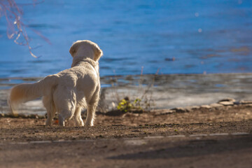 golden retriever on the lake, river, beach, dog