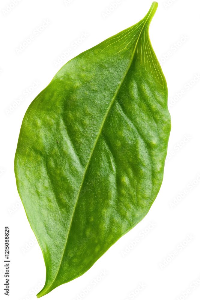 Poster close-up of a vibrant green leaf isolated on a solid black background for nature and design concepts