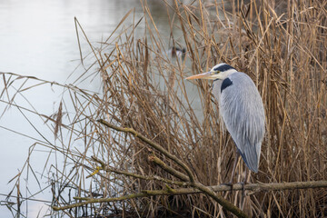 Airone cinerino nel freddo inverno all'oasi naturalistica di Manzolino.	