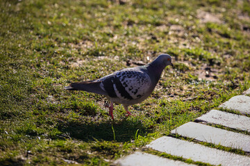 pigeon on the grass