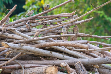 dry branches of a tree