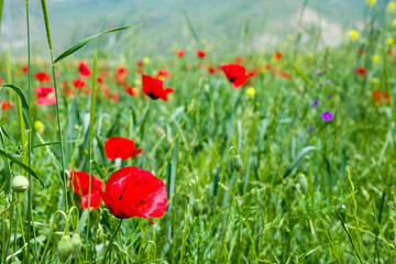 Red long-headed poppy field, blindeyes, Papaver dubium. Flower bloom in a natural environment. Blooming blossom