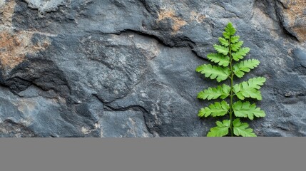 A textured gray background features a large,