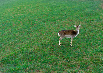 A deer stands alone on a vast, green grassy field, looking serene in its natural habitat.