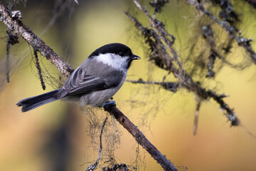 Obraz premium Willow tit