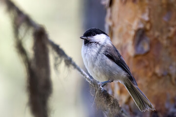 Willow tit