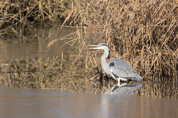 Airone cinerino nel freddo inverno all'oasi naturalistica di Manzolino.	
