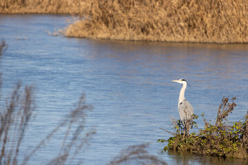 Airone cinerino nel freddo inverno all'oasi naturalistica di Manzolino.	