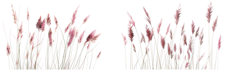 
Fountain grass blooms in fuzzy-looking, copper or purple flower spikes isolated on white or transparent background