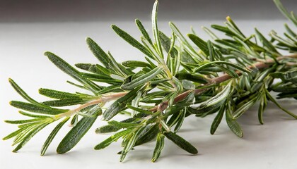 Obraz premium branch of a pine tree