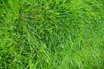 Lush emerald green grass in soft evening light. Perfect fresh lawn on summer evening. Irish nature.