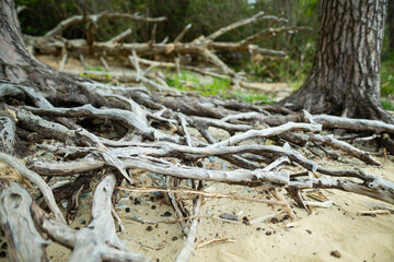 Beautiful pine tree trunks on a banks on Muckross Lake, also called Middle Lake or The Torc, located in Killarney National Park, County Kerry, Ireland