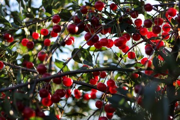 red berries on a tree