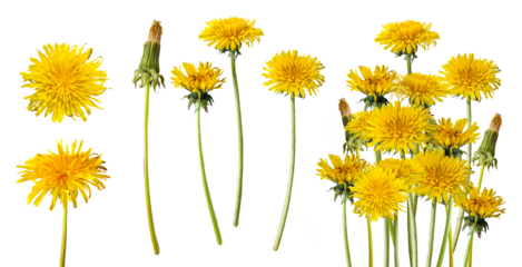 Beautiful wild flowers dandelions with green leaf on transparent background. Collection yellow dandelions. Flat lay, top view. A collection of spring flowers.