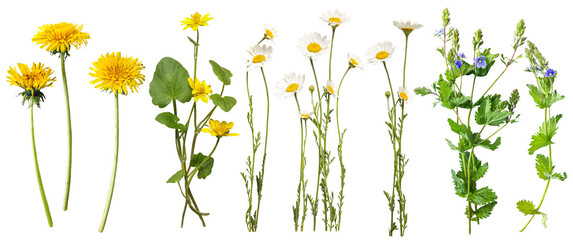 A collection of spring flowers, including dandelion, daisy, buttercups, veronica, captured in detail. Fowers on white background. Flat lay, top view. Perfect for floral designs, botanical art. 