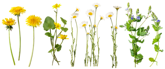 A collection of spring flowers, including dandelion, daisy, buttercups, veronica, captured in detail. Fowers on white background. Flat lay, top view. Perfect for floral designs, botanical art. 