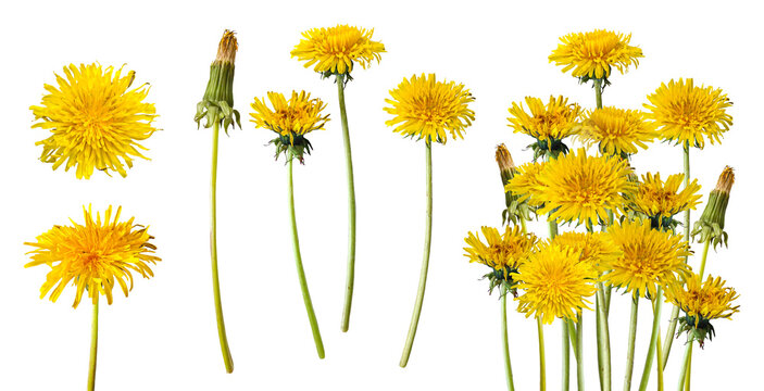 Beautiful wild flowers dandelions with green leaf on transparent background. Collection yellow dandelions. Flat lay, top view. A collection of spring flowers.
