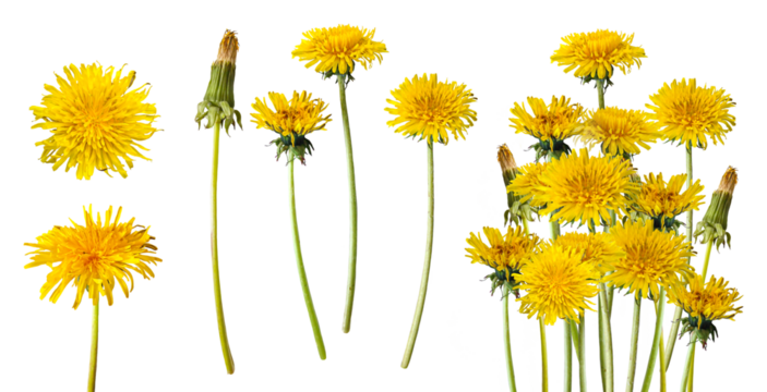 Beautiful wild flowers dandelions with green leaf on transparent background. Collection yellow dandelions. Flat lay, top view. A collection of spring flowers.