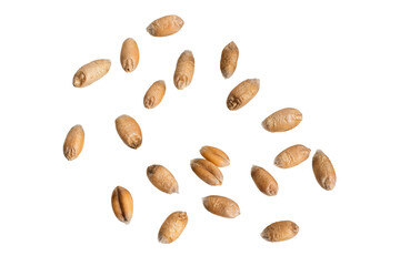wheat grains isolated on white background	