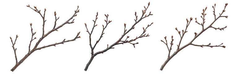 Close-up of realistic tree branches with budding tips, transparent background, ideal for botanical illustrations, seasonal designs, and nature-themed projects